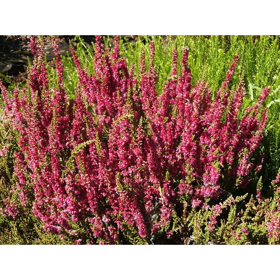 Dark Beauty Scotch Heather - Calluna vulgaris - Hardy - Quart Pot