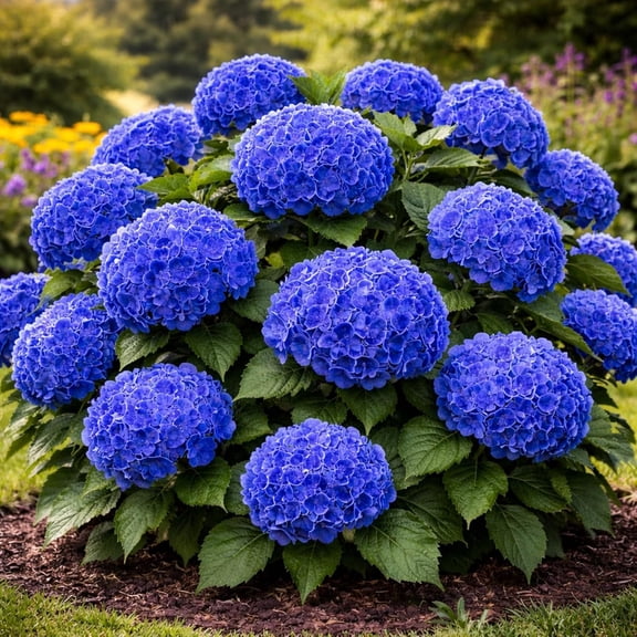Dark Blue Hydrangea Live Plants for Growing Dark Blue Mophead Hydrangea Bush Hardy Flowering Shrub Large Bold Summer Blooms Rooted Starter Plants (1 Plant)