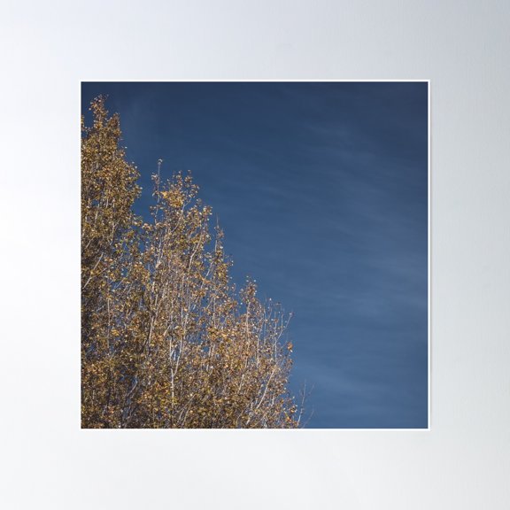 Dark Blue Sky And Trees Poster Wall Art, Modern Wall Decor, 16x16 UNFRAMED
