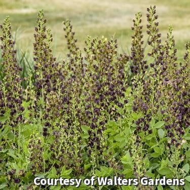 Dark Chocolate False Indigo - 2 Gallon Perennial