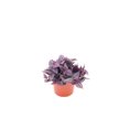thumbnail image 1 of Dark Desire Wandering Jew - 6" from California Tropicals, 1 of 1