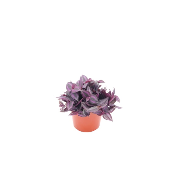 Dark Desire Wandering Jew - 6" from California Tropicals