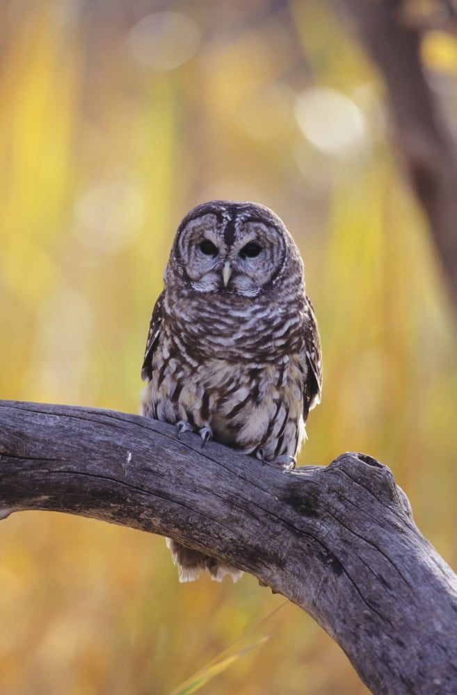 Dark Eyed Barred Owl (Strix Varia) perching on cottonwood tree North America Canvas Art - John Hyde Design Pics (12 x 19)