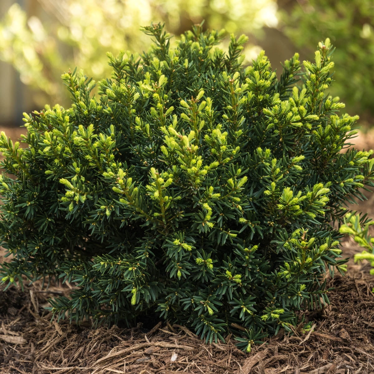 Spring Hill Nurseries Dark Green Spreader Yew Shrub, 2.50 Quart Pot ...