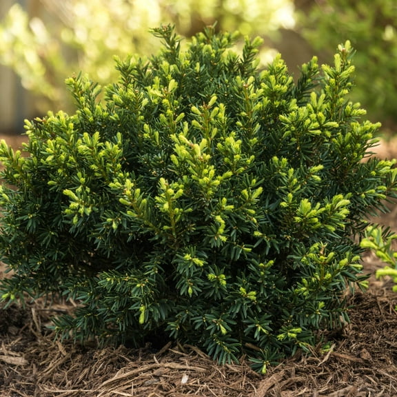 Dark Green Spreader Yew Evergreen Shrub grown in a 2.50 Quart Pot (1-Pack)