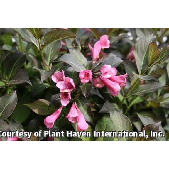 Dark Horse Weigela - 2 Gallon Shrub