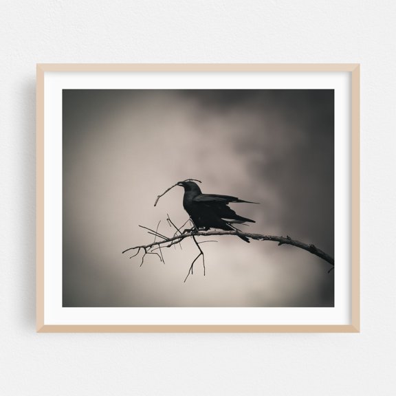 The Dark Horse Will One Day Come - West Palm Beach Florida Photography Bird Silhouette Moody Black and White Nature Wildlife Mystical Oak Framed Wall Art Print 18 x 24 inches