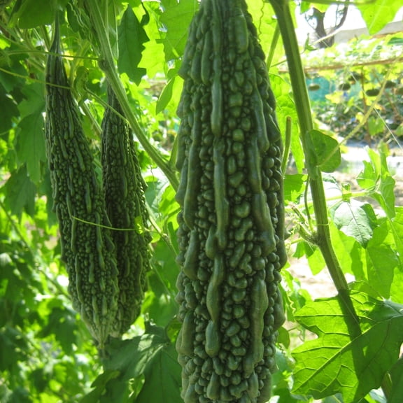 Dark Jade Bitter Gourd Seed 1 Lb ~2,240 Seeds - Hybrid Bitter Melon | Non-GMO, Heirloom Vegetable | India-Type, Less Bitter | 55-60 Days to Maturity | 8-10” Long Fruits