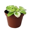thumbnail image 1 of Dark Kiss Miniature African Violet - 2" Pot - Violet Collector's Series, 1 of 3