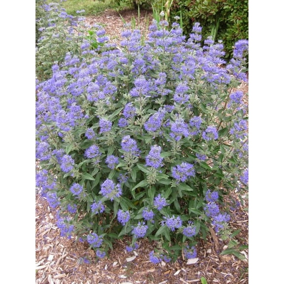 Dark Knight Blue Mist SpireaCompact ShrubAttracts Pollinators  3 Gallon