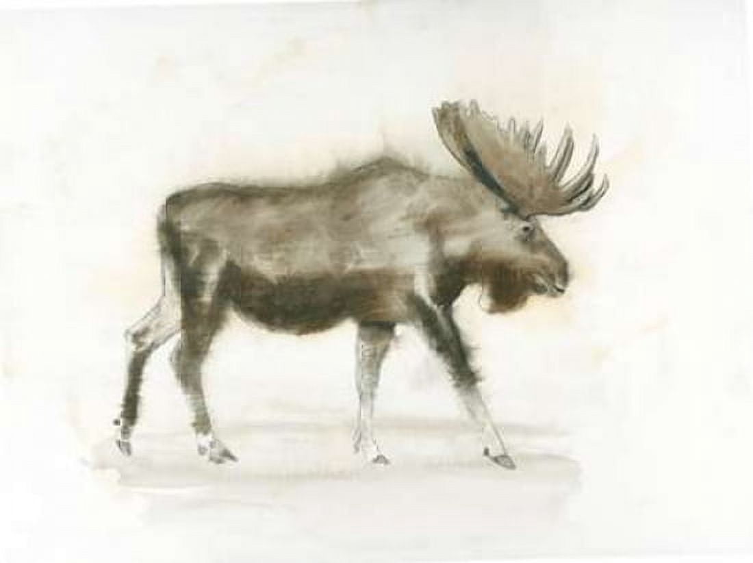 Dark Moose Canvas Art - James Wiens (18 x 24)