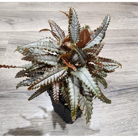 Dark Mystery Friendship Plant - 1 Live Starter Plant - Pilea Hitchcockii - Compact Textured Easy Care Sculptural Houseplant