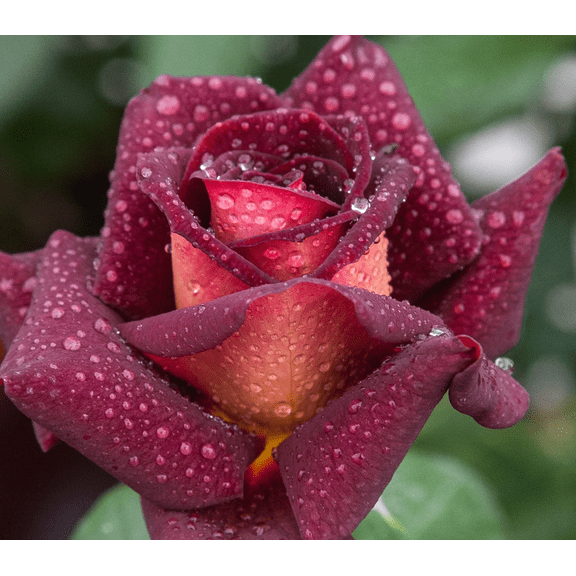 Dark Night Rose Bush Live Plant, Fragrant Hybrid Tea Rose Flowers Well Rooted Plant, 5-10 Inc Tall for Planting Indoor Outdoor