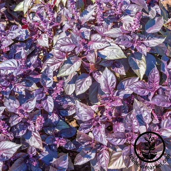 Dark Opal Basil Herb Seeds - 5 Lb Bulk - Heirloom, Non-GMO Purple Basil Herb Garden Seed - Basil Microgreens - AAS Winner