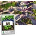 thumbnail image 1 of Dark Opal Sweet Basil Herb Seeds, 500 Heirloom Seeds Per Packet, Non GMO Seeds, 1 of 6