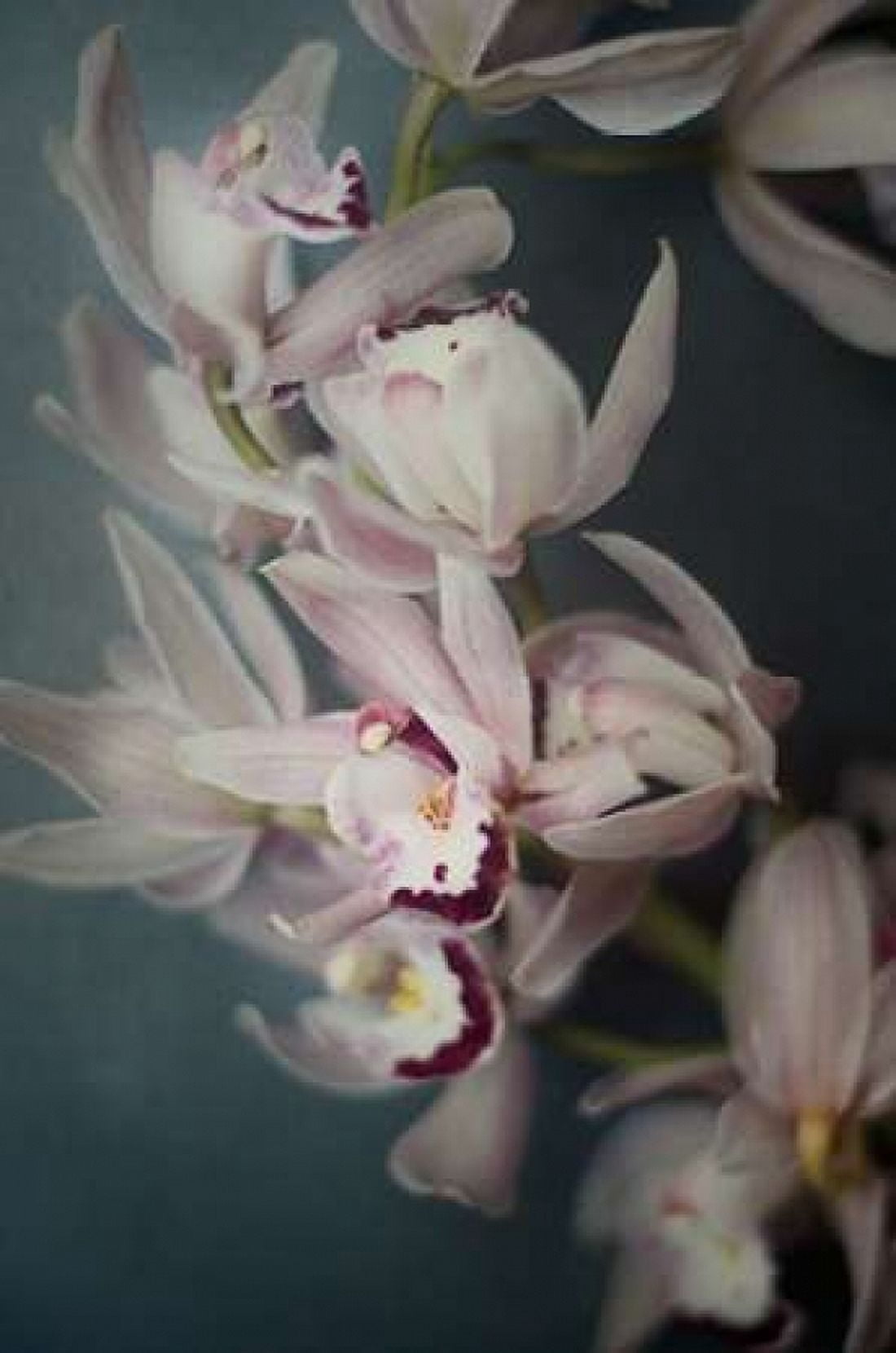 Dark Orchid I Canvas Art - Elizabeth Urquhart (24 x 36)