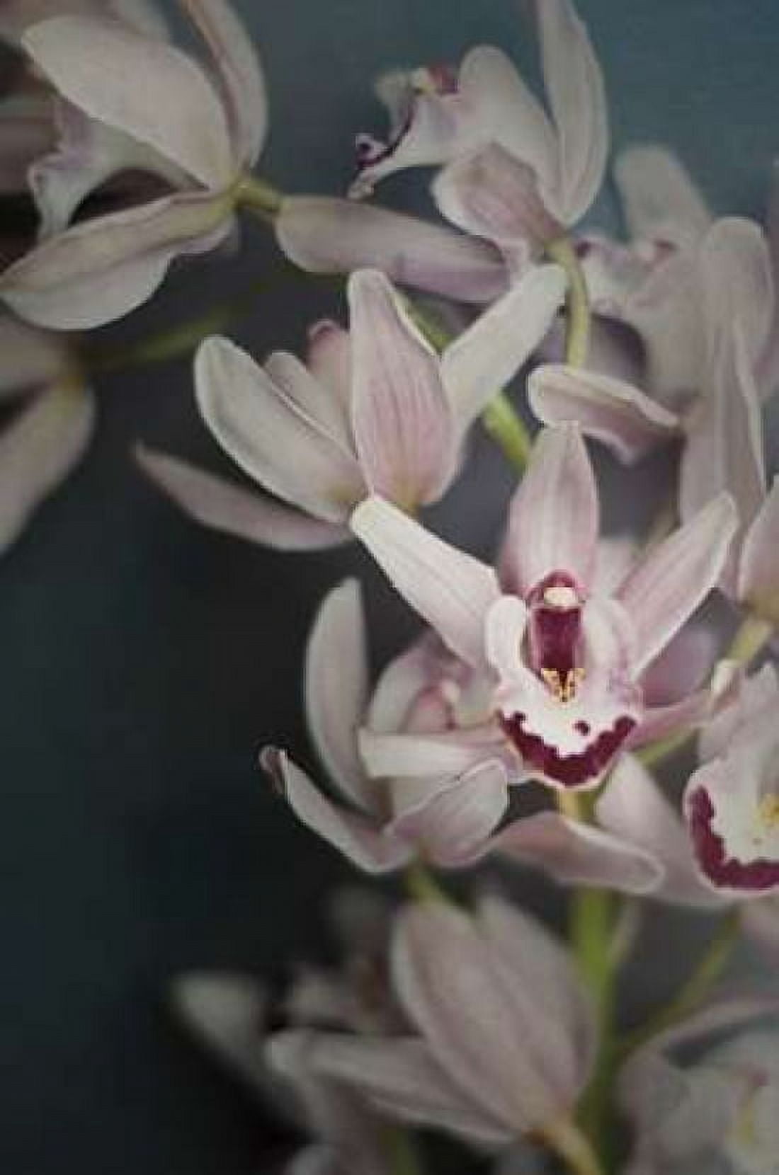 Dark Orchid II Canvas Art - Elizabeth Urquhart (24 x 36)