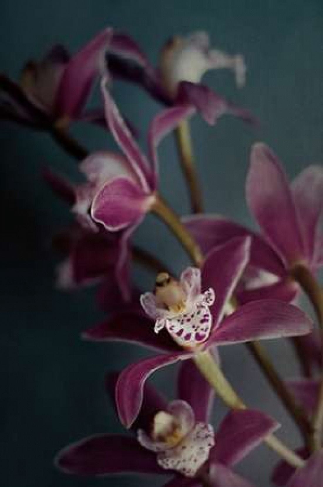 Dark Orchid IV v2 Canvas Art - Elizabeth Urquhart (12 x 18)