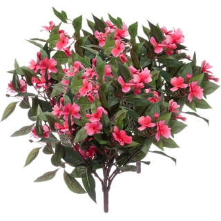 Impatiens Flower