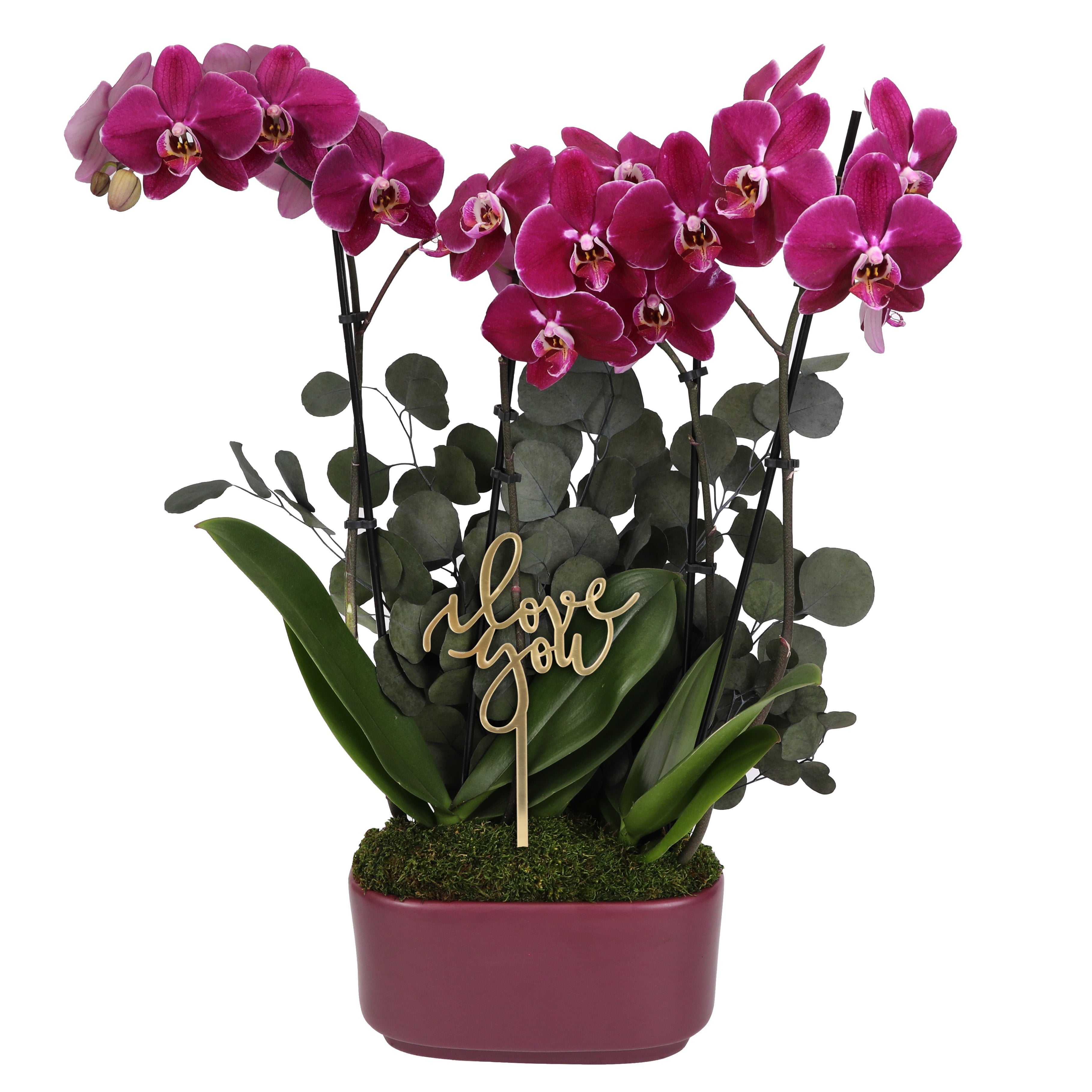 Dark Purple Orchid Duo in Elegant #10 Jan Ceramic with Preserved Eucalyptus & ‘I Love You’ Pick