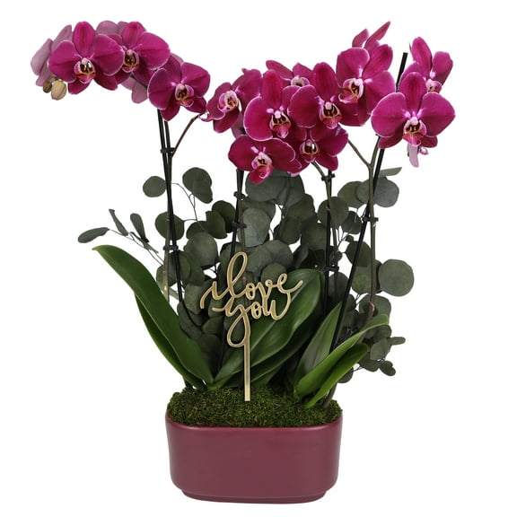 Dark Purple Orchid Duo in Elegant #10 Jan Ceramic with Preserved Eucalyptus & I Love You Pick