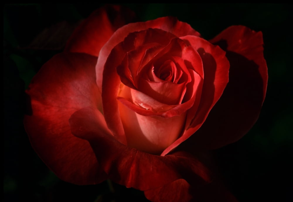 Dark Red Rose Canvas Art - Robert Bartow Design Pics (34 x 24)