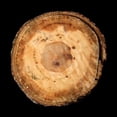 thumbnail image 1 of Dark Rings Of Ages Poster Print by Sheldon Lewis (12 x 12), 1 of 2