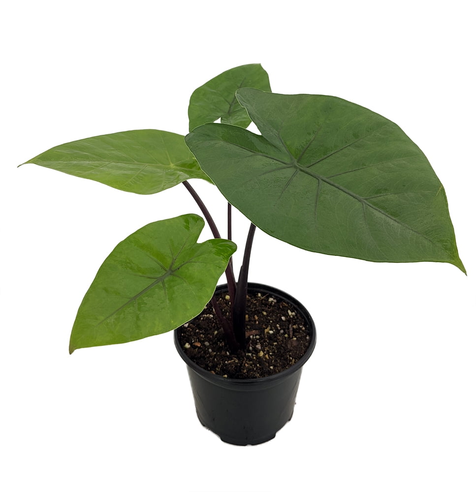Dark Star Elephant Ears Plant - Alocasia - HUGE LEAVES - 6" Pot
