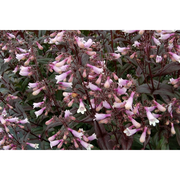 Dark Towers Penstemon Perennial - Gallon Pot