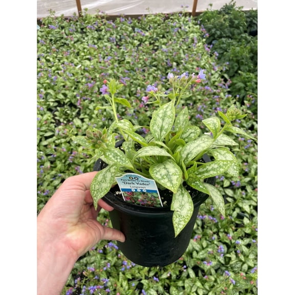 Dark Vader Pulmonaria - Lungwort Perennial - Gallon Pot