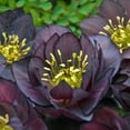 thumbnail image 1 of Dark and Handsome Lenten Rose Dormant Bare Root Perennial (1-Pack), 1 of 3