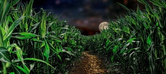 Dark corn field Canvas Art - Panoramic Images (30 x 13)