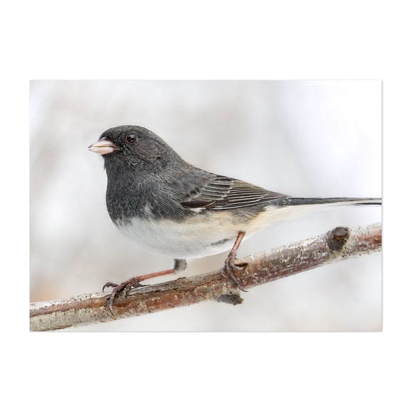 Dark-eyed Junco in Minnesota - Photography Bird Wildlife Animal Nature Snow Winter Woodland Unframed Wall Art Print 18 x 24 inches