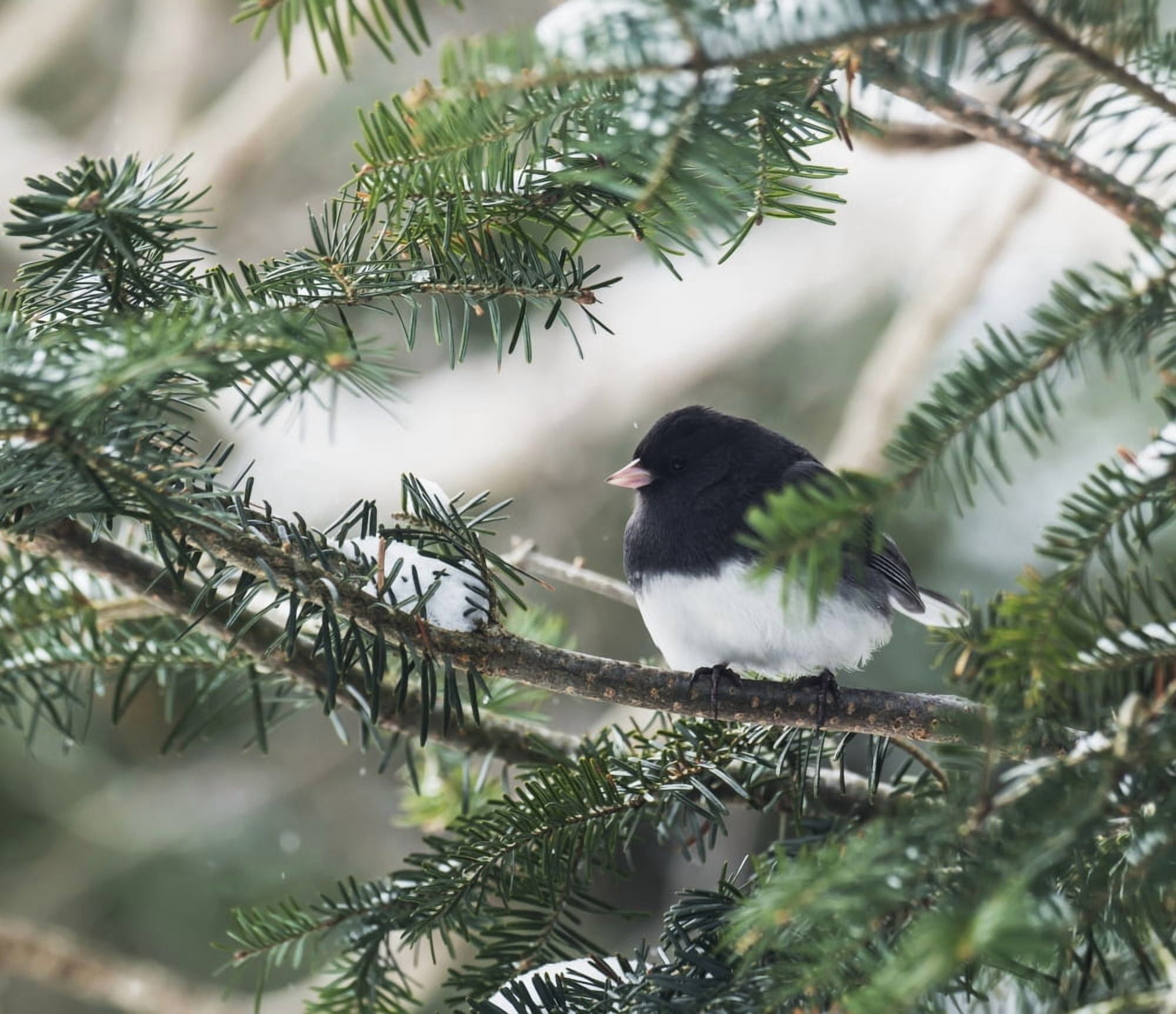 Dark-eyed junco on a spruce tree Ontario Canada Canvas Art - Julie DeRoche Design Pics (32 x 28)