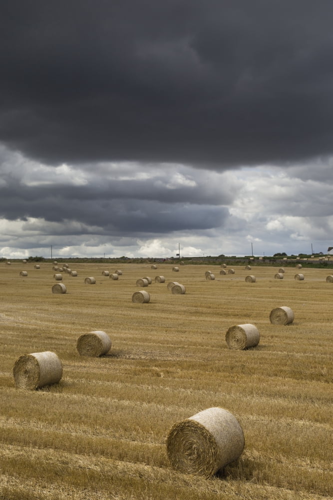 Dark storm clouds over a field with hay bales South Shields England Canvas Art - John Short Design Pics (12 x 19)