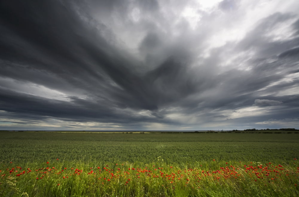 Dark storm clouds over a field with red wildlfowersNorthumberland england Canvas Art - John Short Design Pics (38 x 24)