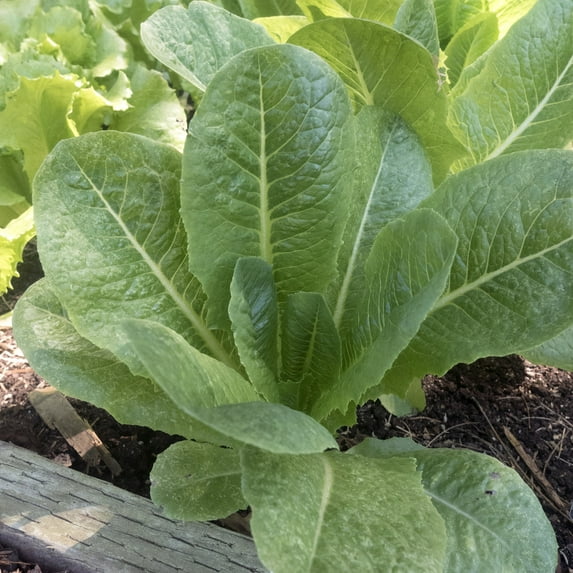 Darlene Romaine Lettuce Seeds - 1 Oz ~25000 Seeds - Non-GMO - Vegetable Garden - Lactuca sativa