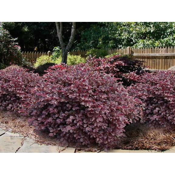 Daruma Dwarf Loropetalum ( Fringe Flower ) - Live Plant - ( 1 QT ) - Evergreen - Full Sun