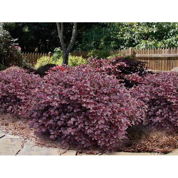 New Life Nursery and Garden 2-3 Feet Red Daruma Dwarf Loropetalum Live Plants in 2.5 Quart Nursery Pot, Evergreen