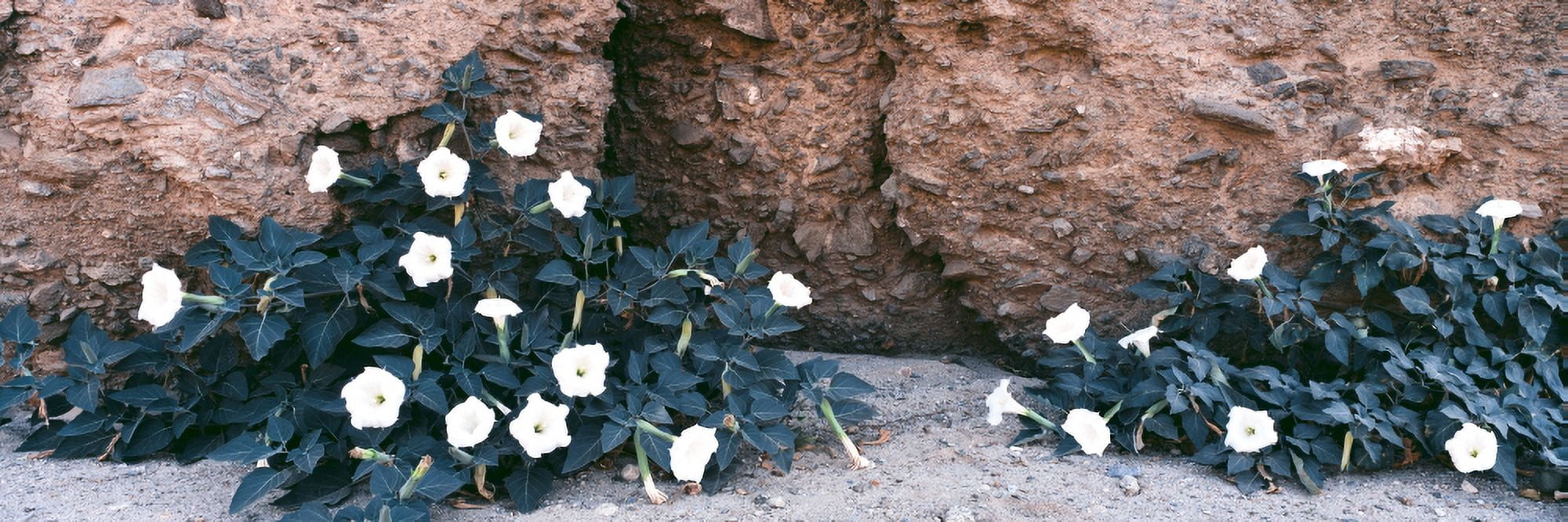 Darura blooms after spring rains in Box Canyon Mecca Riverside County California USA Canvas Art - Panoramic Images (36 x 12)