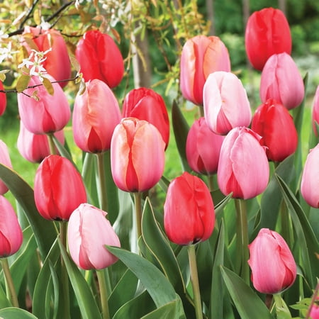 Darwin Hybrid Impression Tulip Mixture Dormant Spring Flowering Bulbs 25 Pack