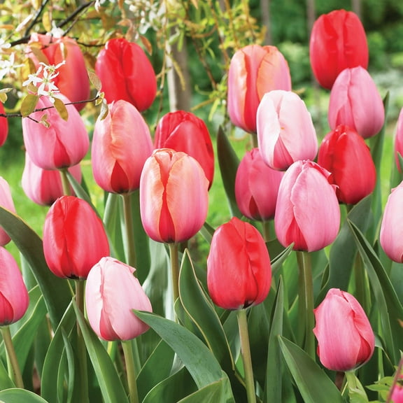 Darwin Hybrid Impression Tulip Mixture Dormant Spring Flowering Bulbs 25 Pack