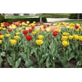 thumbnail image 1 of Darwin Hybrid Tulip Mix 20 Bulbs, 1 of 1