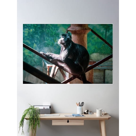 Darwin Poster Wall Art, Modern Wall Decor For Living Room Bedroom, 16x24 UNFRAMED