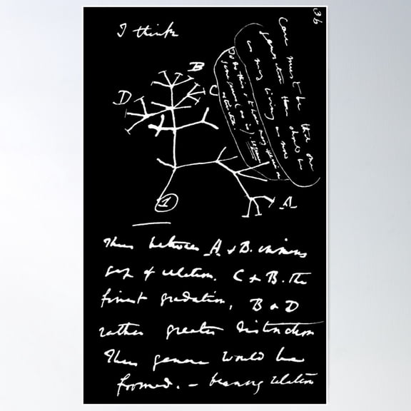 Darwin’S Tree Of Life Sketch (2) Poster Wall Art, Modern Wall Decor For Living Room Bedroom, 8x12 UNFRAMED
