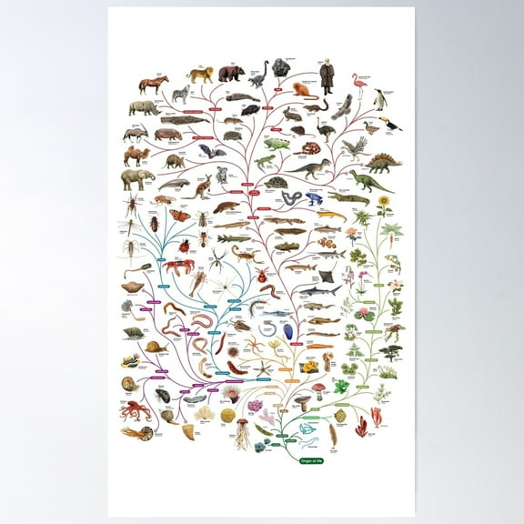 Darwinian Evolution Tree Of Life Poster Wall Art, Modern Wall Decor For Living Room Bedroom, 8x12 UNFRAMED