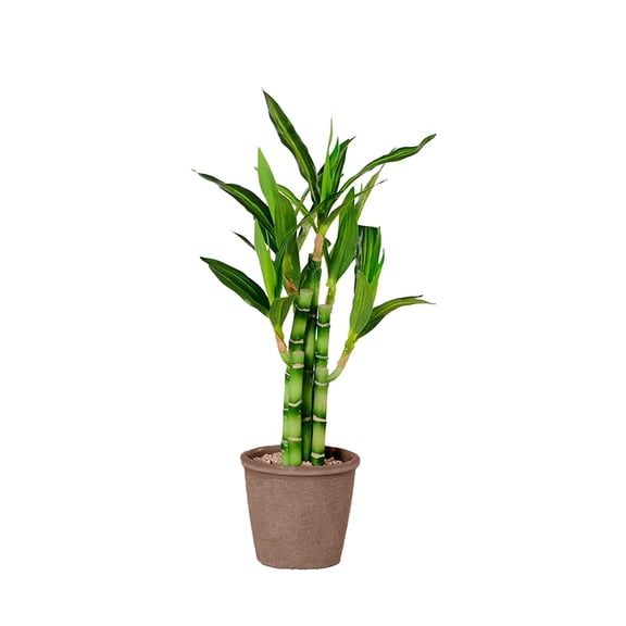 Darzheoy Bamboo, Fake Plants Artificial Green Simulation Plant Potted Home Office Hotel Lobby Decoration Green Plants Home Decoration