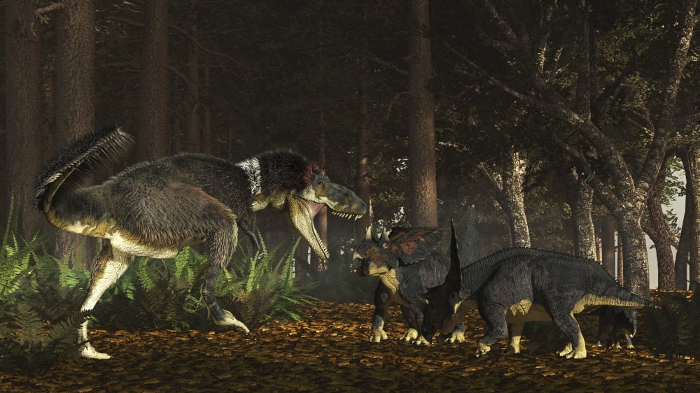 Daspletosaurus confronts a family of Chasmosaurus Canvas Art - Arthur DoretyStocktrek Images (19 x 11)