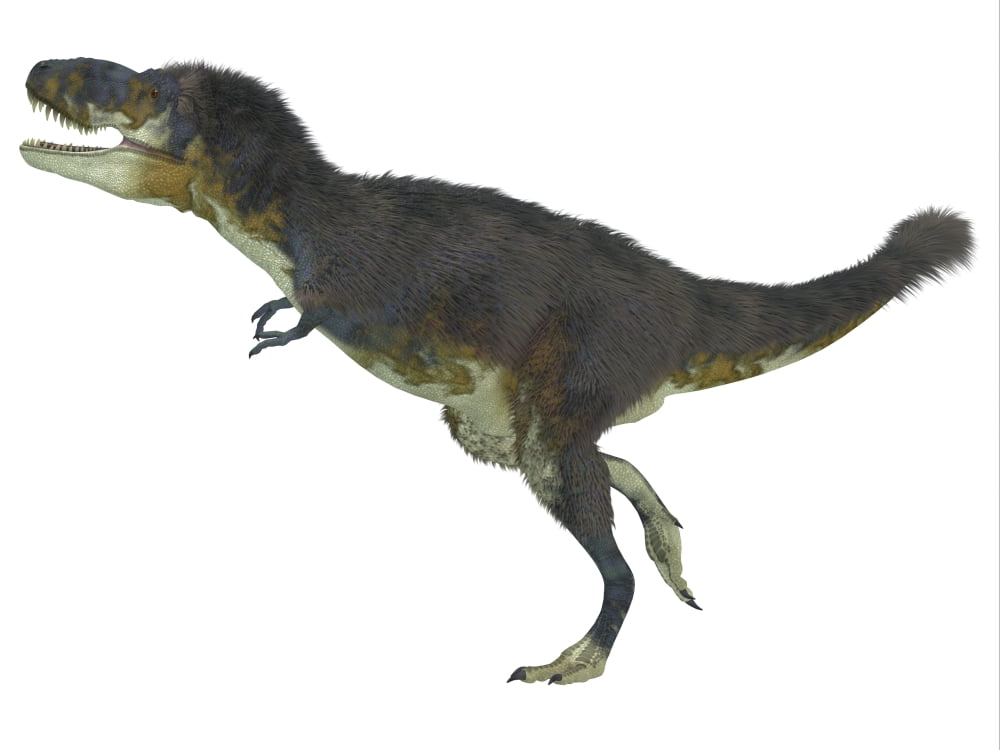 Daspletosaurus dinosaur white background Canvas Art - Corey FordStocktrek Images (17 x 13)