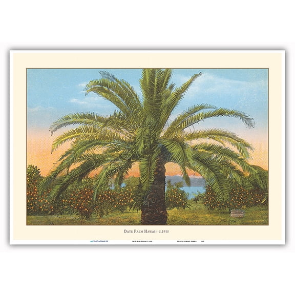 Date Palm Tree Hawaii - Vintage Hawaiian Color Postcard c.1910 - Master Art Print 10in x 14in